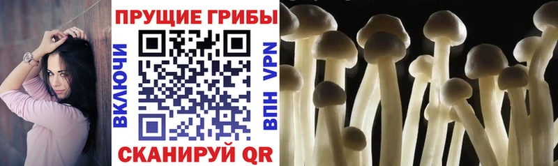 сколько стоит  Бодайбо  Галлюциногенные грибы прущие грибы 
